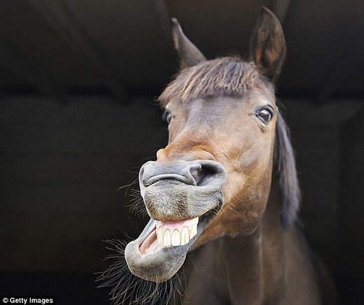 Konji mogu komunicirati sa svojim vlasnicima, kažu znanstvenici