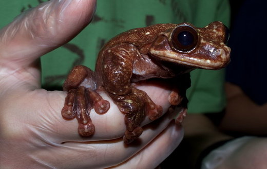 Svijet postao siromašniji za još jednu životinjsku vrstu: Uginuo posljednji žabac Tofi