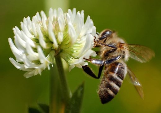 Pčela, jedna od najkorisnijih i najbitnijih životinja na planeti, stavljena na listu ugroženih životinja