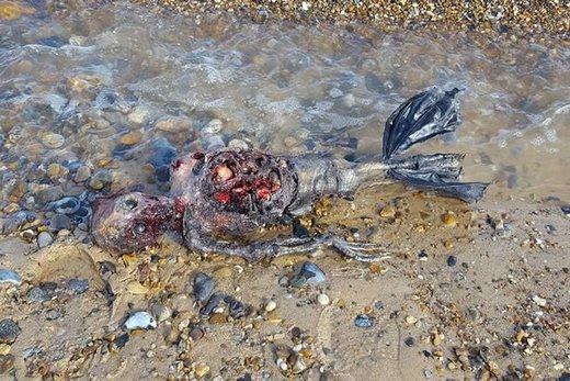 Na obali u Velikoj Britaniji pronađen leš neobičnog bića