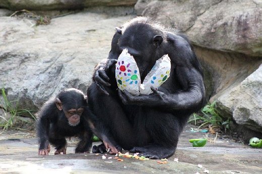 Majmuni razumiju lažna uvjerenja kao i ljudi, stoji u najnovijem znanstvenom istraživanju