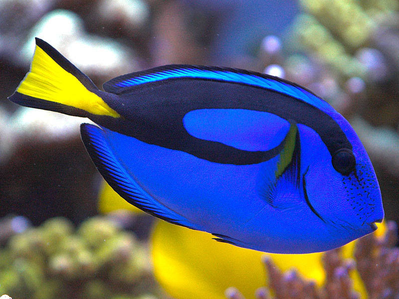 dory fish