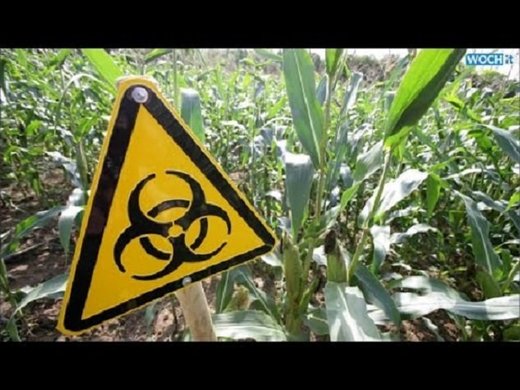Nova brazilska vlada kupuje velike količine GMO kukuruza iz SAD-a opasnog po zdravlje kako životinja tako i ljudi