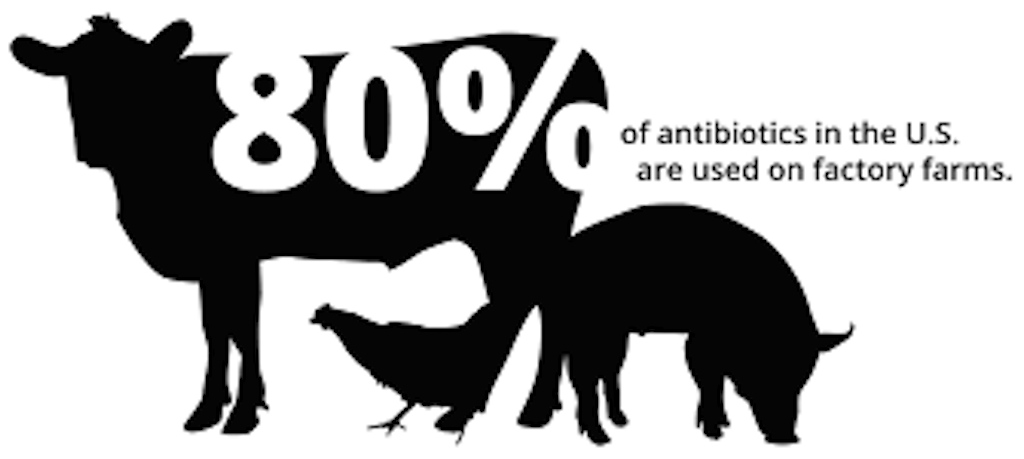 antibiotics in factory farm animals
