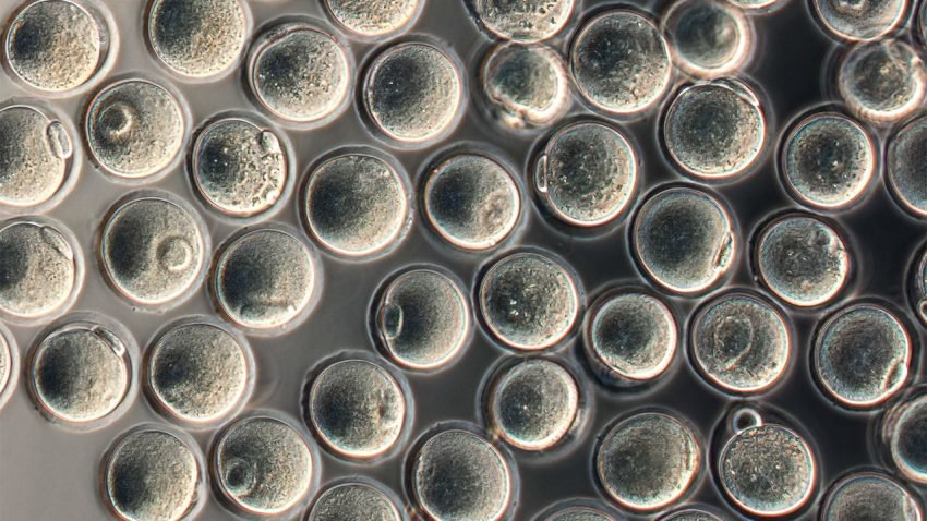Japanski naučnici proizveli jajne ćelije u labaratoriji