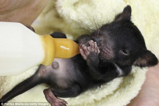 Mlijeko tasmanijskih vragova može pomoći protiv superbakterija, objavili australski znanstvenici