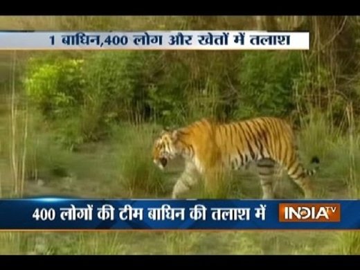 Indija: Tigrica ubila 2 osobe, a povrijedila još 5