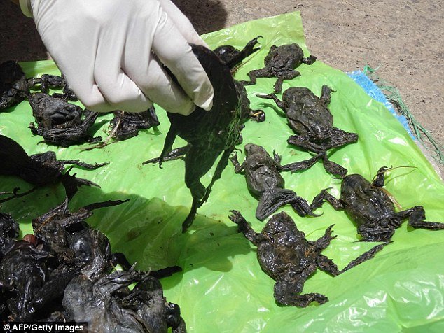Zašto je umrlo 10.000 žaba u Peruu?