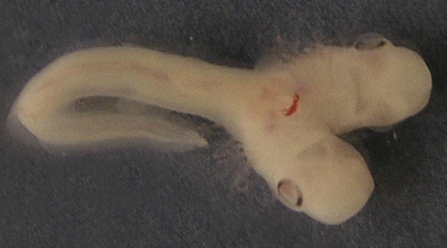 Znanstvenici otkrili bizaran embrion dvoglave ajkule u Španiji