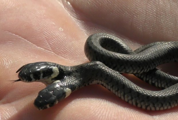 U Hrvatskoj pronađena zmija sa dvije glave