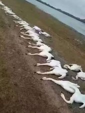 233 mrtva labuda i 26 divljih pataka u Mongoliji