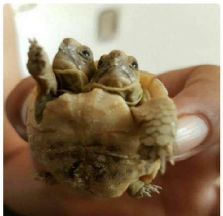 Predznaci: U Iranu se rodila kornjača sa dvije glave