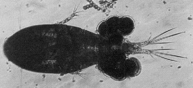 Nova egzotična vrsta zooplanktona otkrivena u vodama Velikih jezera