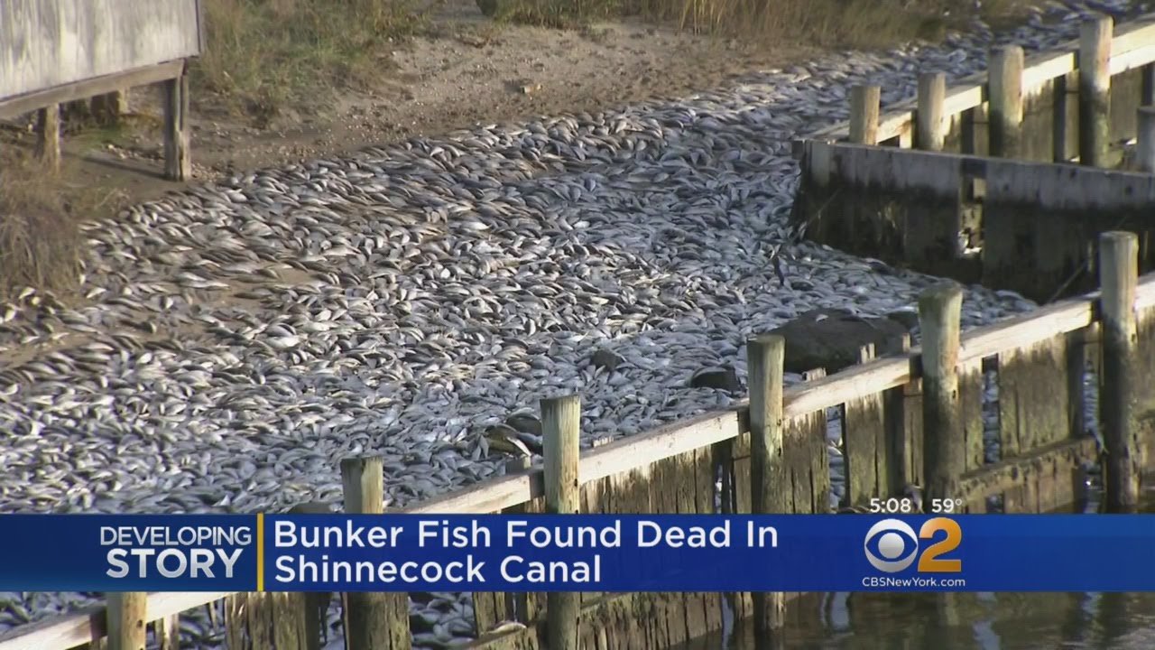 Desetine hiljada mrtvih riba začepile kanal na Long Islandu u New Yorku