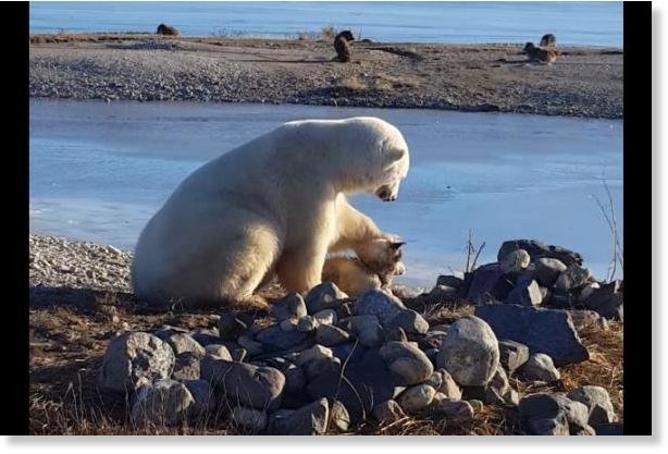 Polarni medvjed mazi zavezanog psa