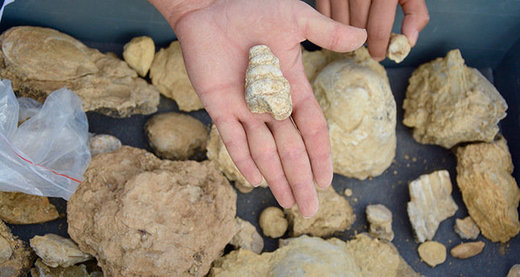 Centralni dio Turske nekada bio pod morem: Pronađeni morski fosili stari oko 40 miliona godina