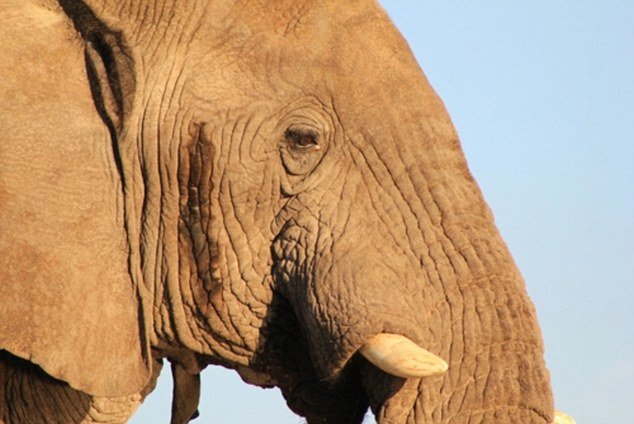Afrički slonovi se rađaju bez kljova zbog krivolova, kažu znanstvenici