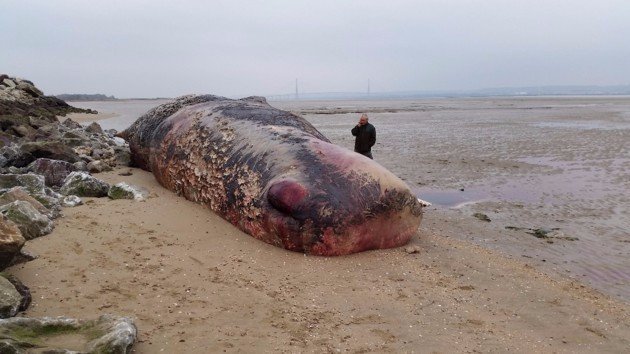 U ušću rijeke Sene u Francuskoj pronađeno tijelo 15 tona teškog kita
