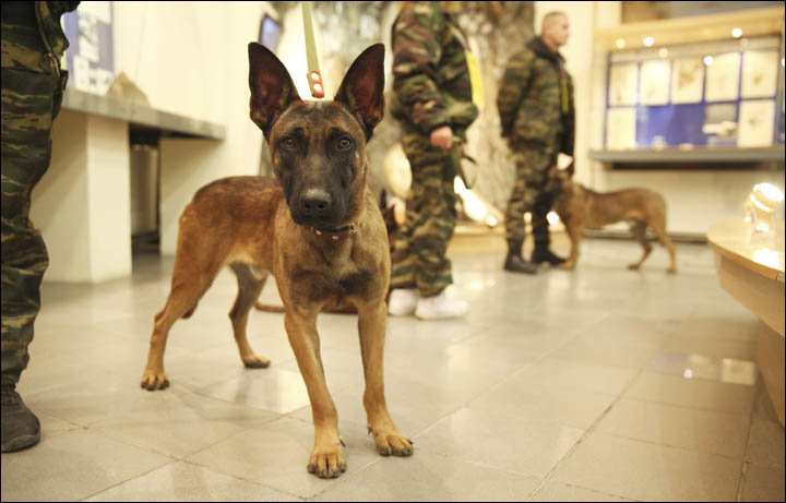 Južnokorejski znanstvenik darovao 3 klonirana psa Rusiji, zadatak im je da nanjuše eksploziv i drogu