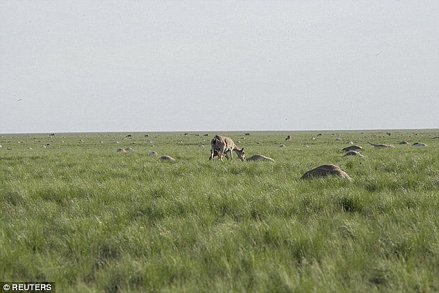  Za samo tri dana umrlo je od zarazne bolesti 150.000 antilopa u Kazahstanu  