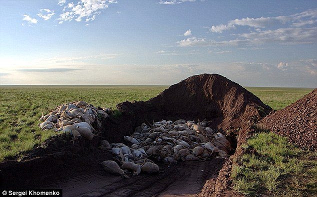  Za samo tri dana umrlo je od zarazne bolesti 150.000 antilopa u Kazahstanu  