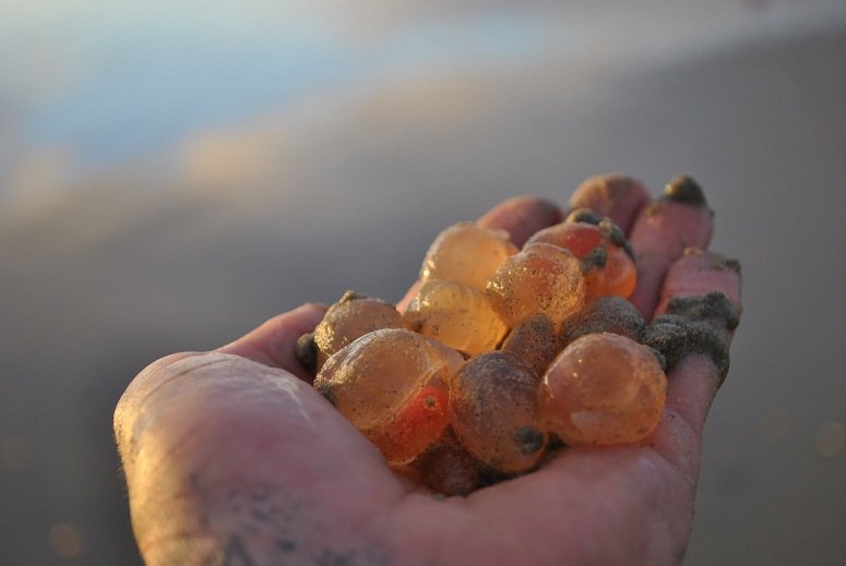 Hiljade morskih krastavaca na plaži u Kaliforniji