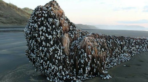 Morsko čudovište s dredovima?: Tajanstveni objekat na plaži na Novom Zelandu