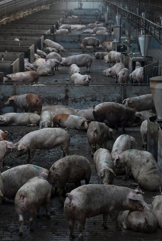 Izvoz bakterije širom Evrope: Više od dvije trećine danskih svinja inficirano bakterijom MRSA