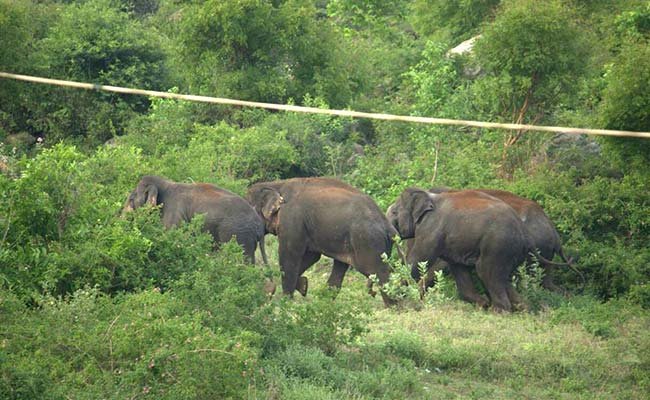 1 osoba poginula, a 2 su ozlijeđene kada je krdo slonova napalo selo na Nepalu