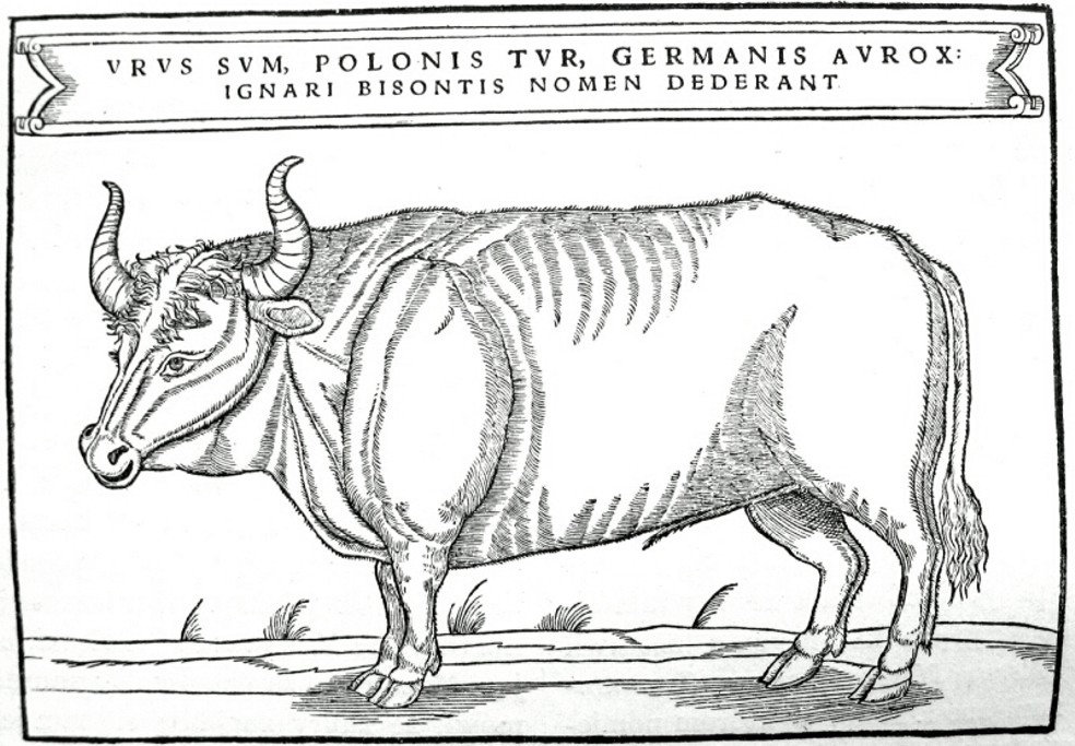Naučnici tvrde da su se približili tački oživljavanja Tura nekada najvećeg goveda u Evropi