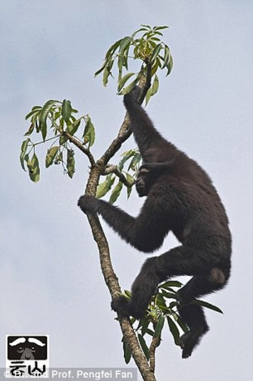 StarVars gibon je ime nove vrste primata pronađenih u Kini