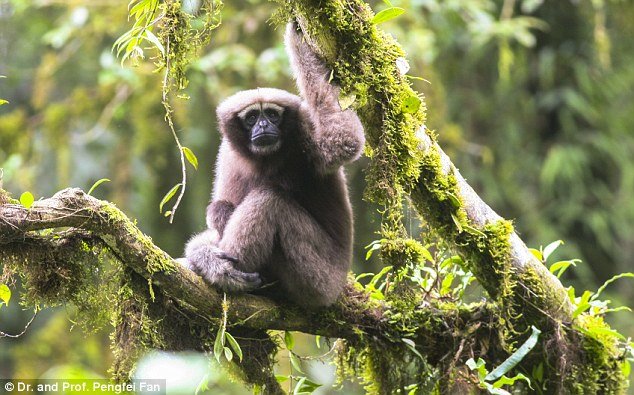 StarVars gibon je ime nove vrste primata pronađenih u Kini