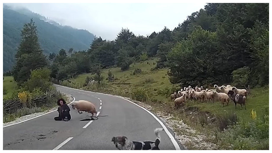Nakon što je prolaskom auta nastala pometnja ovca napala pastiricu u Njemačkoj
