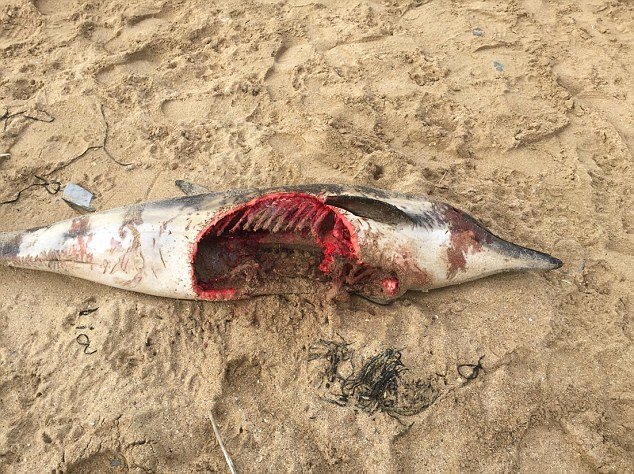 Šta se događa na britanskoj plaži?: Nakon desetine mrtvih delfina pronađen delfin kome nedostaje dio tijela