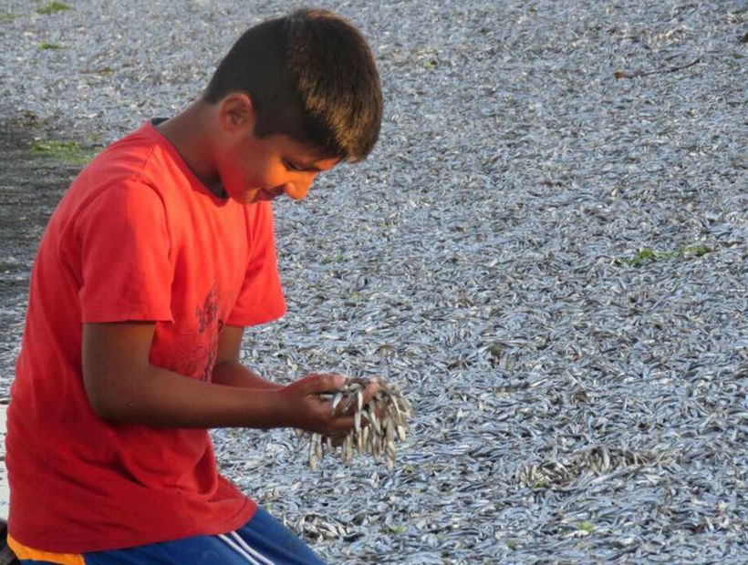 Milijuni mrtvih sardina pronađeno na plaži u Čileu