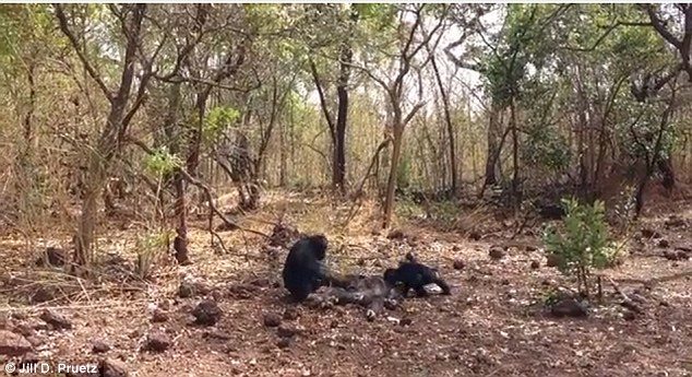 Čimpanze napale bivšeg Alfa mužjaka, pretukle ga i djelimično pojele