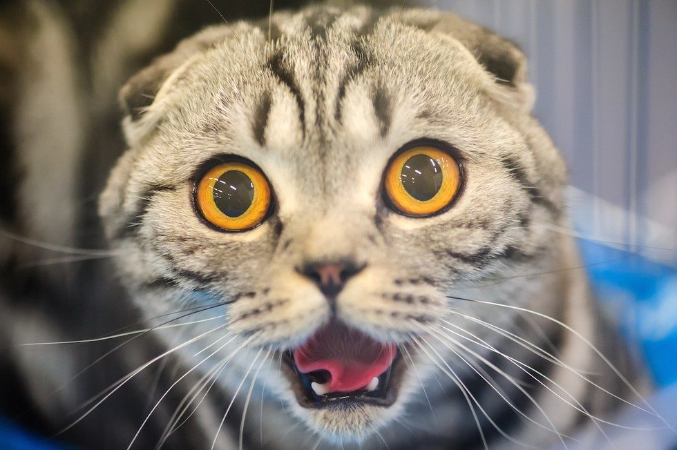 Rusija: Mačak Čarls Atkins, sa natprirodnim moćima, prodat za 78.000 eura