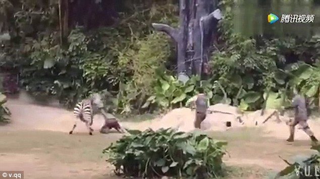 Zebra napala čuvara u kineskom zloološkom vrtu