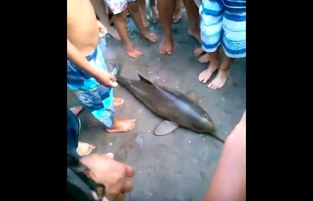 Narcisoidna epidemija: Uginuo još 1 delfin u Argentini radi lajka na društvenim mrežama