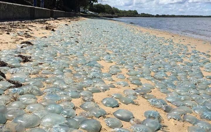 Hiljade nasukanih meduza na australijskoj plaži