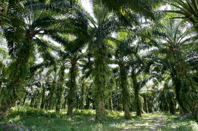 U Bangladešu sade milijun palmi da apsorbuju udare groma, 2016.godine poginulo preko 350 osoba