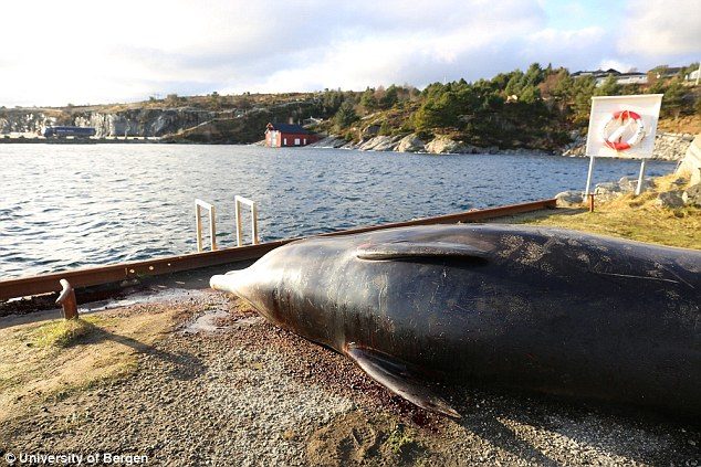 Kod obale Norveške pronađen mrtav kit sa 30 plastičnih kesa u svom želucu