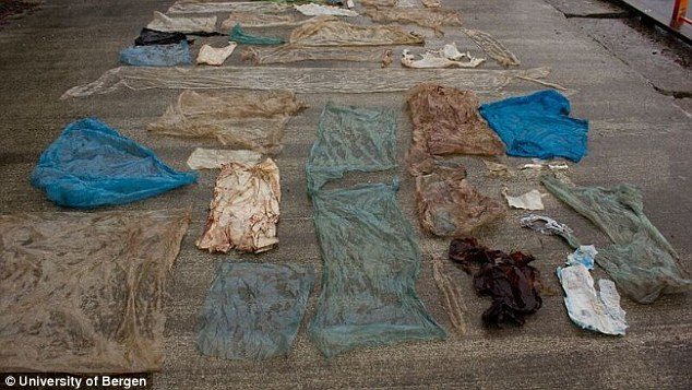 Kod obale Norveške pronađen mrtav kit sa 30 plastičnih kesa u svom želucu