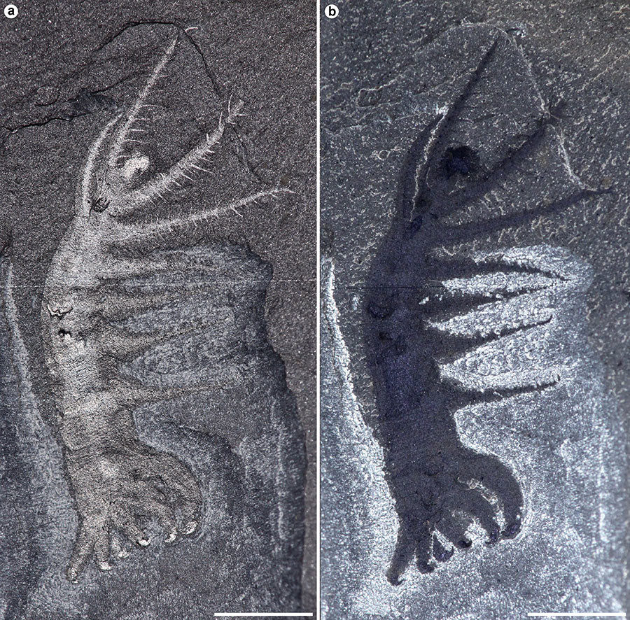 Fosil crva, star oko 500 miliona godina, nudi uvid u drevne vrste