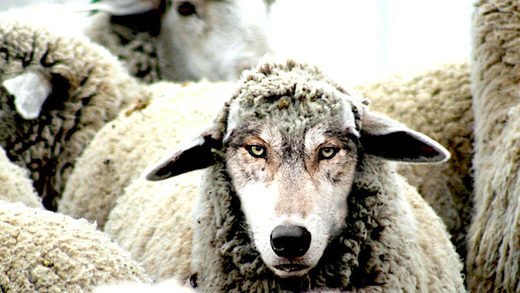 wolf sheep