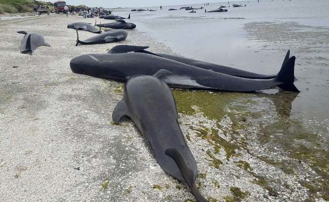 Na novozelandskoj plaži nasukalo se više od 400 kitova