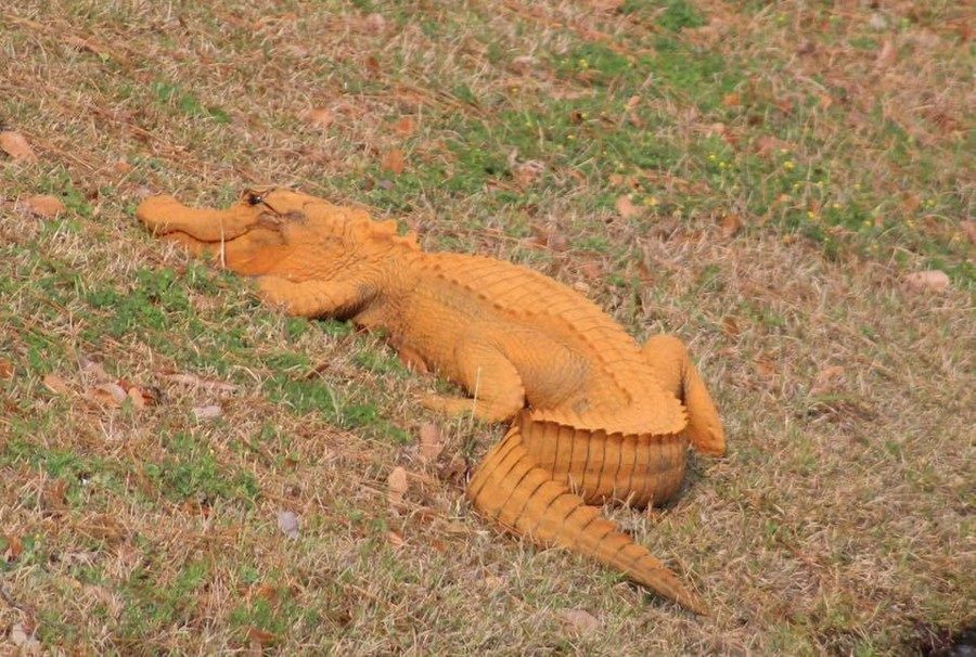 Klikni za povećanje Trampogator: Aligator neobične narandžaste boje zapažen u Južnoj Karolini
