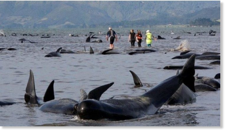 Još 240 kitova se nasukalo na novozelandskoj obali, preko 650 u dva dana