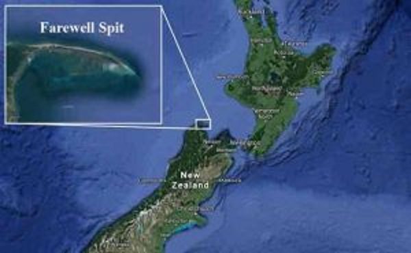 Još 240 kitova se nasukalo na novozelandskoj obali, preko 650 u dva dana