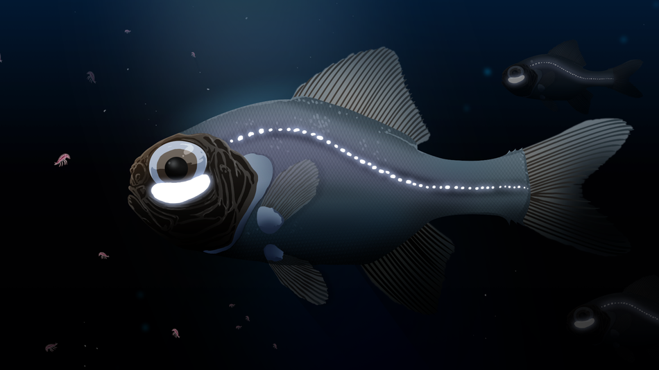Riba ima vlastiti svjetiljku